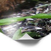 Squirrel Close Up Foto Afdruk (Hoek)