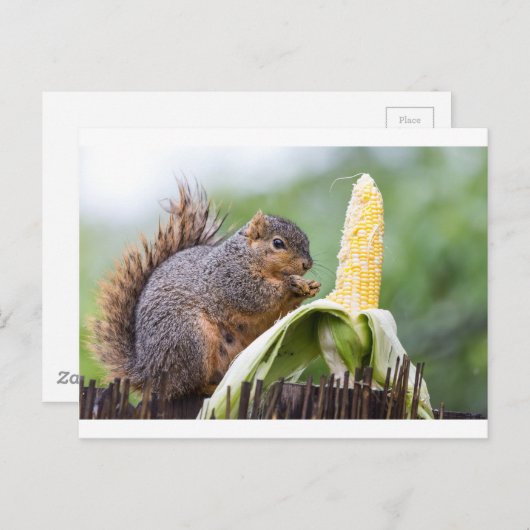 Squirrel Corn Briefkaart (Voorkant / Achterkant)