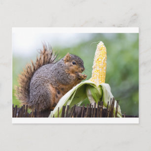 Squirrel Corn Briefkaart