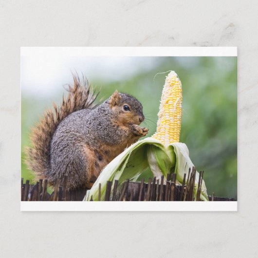 Squirrel Corn Briefkaart (Voorkant)