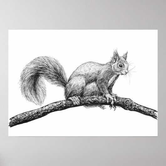 Squirrel drawing poster (Voorkant)