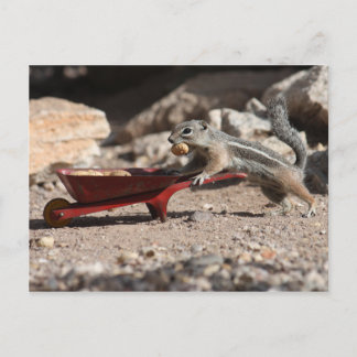 Squirrel Farmer Briefkaart