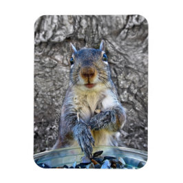Squirrel Flexi magnet 3 x 4 Magneet