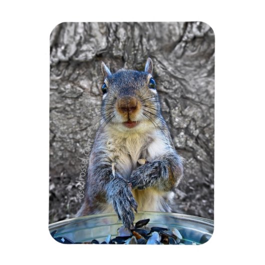Squirrel Flexi magnet 3 x 4 Magneet (Verticaal)