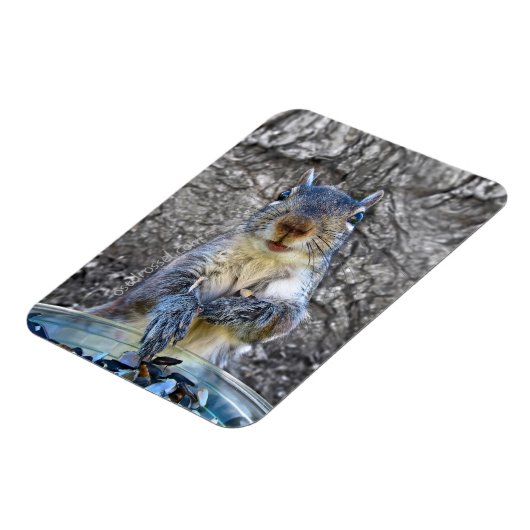 Squirrel Flexi magnet 3 x 4 Magneet (Linkerzijde)