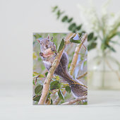 Squirrel Gray (Kentucky en North Carolina) Briefkaart (Staand voorkant)