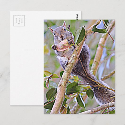 Squirrel Gray (Kentucky en North Carolina) Briefkaart (Voorkant / Achterkant)