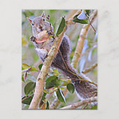 Squirrel Gray (Kentucky en North Carolina) Briefkaart (Voorkant)
