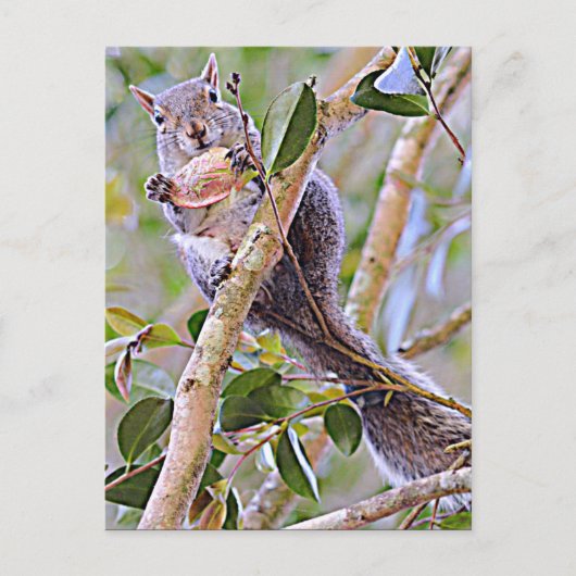 Squirrel Gray (Kentucky en North Carolina) Briefkaart (Voorkant)