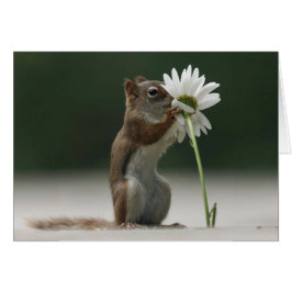 Squirrel Holding Daisy