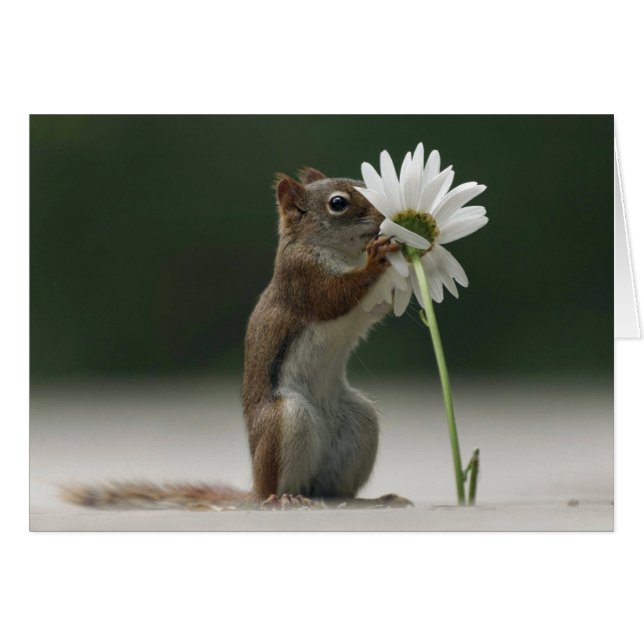 Squirrel Holding Daisy (Voorkant Horizontaal)