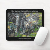 Squirrel Hot Springs Nat'l Park Mt., AR Peak Trail Muismat (Met muis)