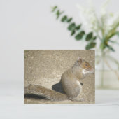 Squirrel Hungry Horatio Briefkaart (Staand voorkant)