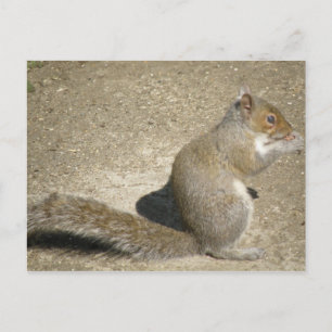 Squirrel Hungry Horatio Briefkaart