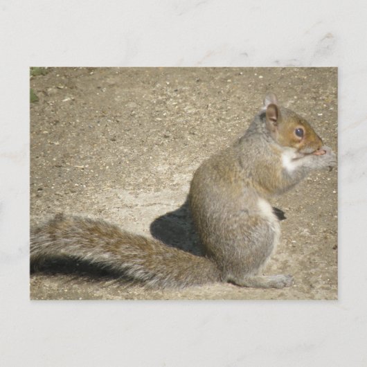 Squirrel Hungry Horatio Briefkaart (Voorkant)