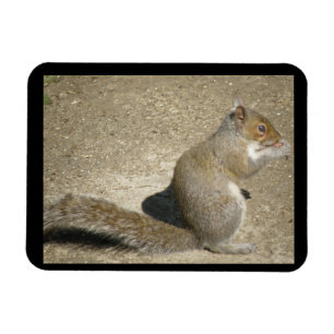 Squirrel Hungry Horatio Premium Magnet Magneet