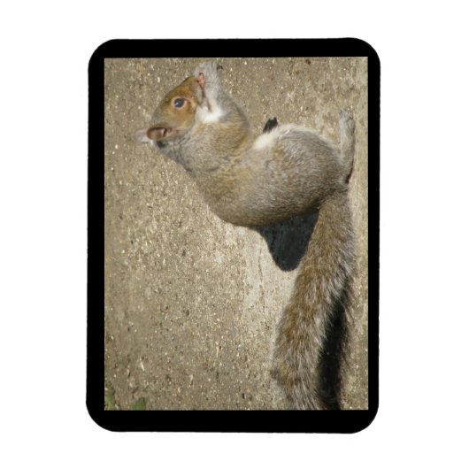 Squirrel Hungry Horatio Premium Magnet Magneet (Verticaal)