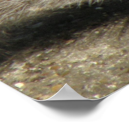 Squirrel Hungry Horatio Print (Hoek)