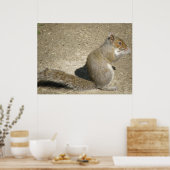 Squirrel Hungry Horatio Print (Keuken)
