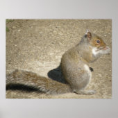 Squirrel Hungry Horatio Print (Voorkant)