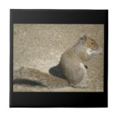 Squirrel Hungry Horatio Tile Tegeltje (Voorkant)