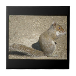 Squirrel Hungry Horatio Tile Tegeltje