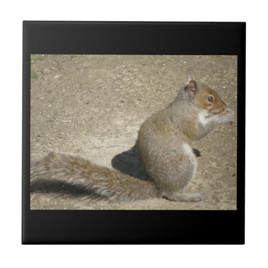 Squirrel Hungry Horatio Tile Tegeltje (Voorkant)