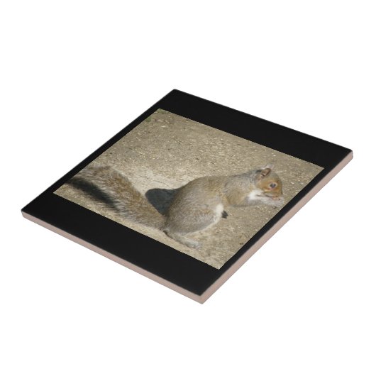 Squirrel Hungry Horatio Tile Tegeltje (Zijkant)