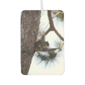 Squirrel in a Pine Tree Luchtverfrisser (Voorkant)