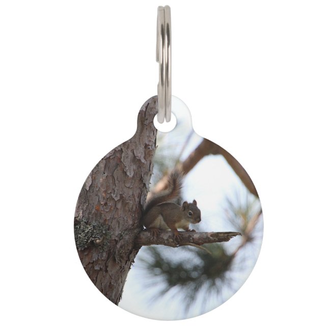 Squirrel in a Pine Tree Pet Tag Huisdierpenning (Voorkant)