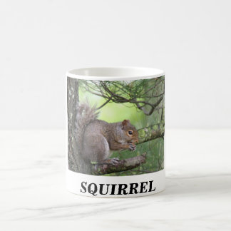 SQUIRREL IN PINE TREE EAT NUT KOFFIEMOK