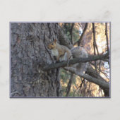 Squirrel in Tree Postcard Briefkaart (Voorkant)