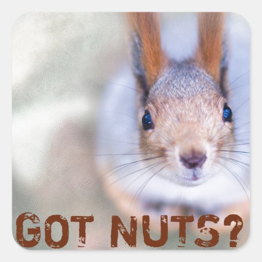 Squirrel kijkt naar je vierkante sticker (Voorkant)