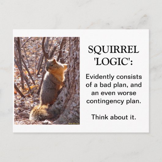 Squirrel Logic Briefkaart (Voorkant)