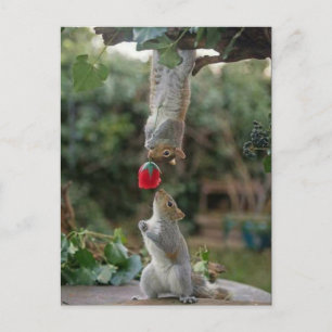 Squirrel Love Briefkaart