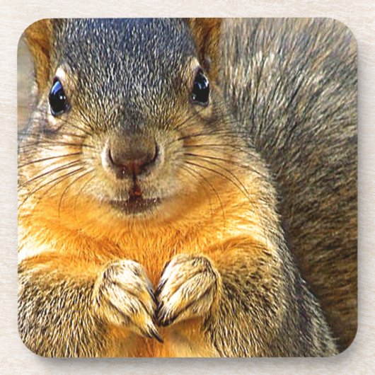 Squirrel Love_ Drankjes Onderzetter (Voorkant)