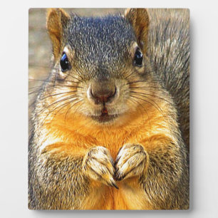 Squirrel Love_ Fotoplaat