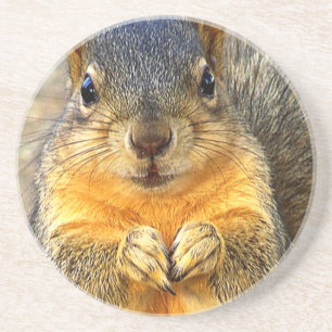 Squirrel Love_ Zandsteen Onderzetter