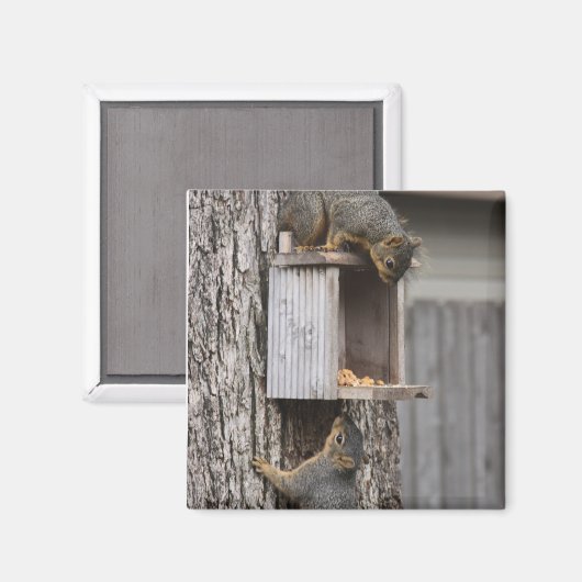 Squirrel Magnet (Voorkant / Achterkant)