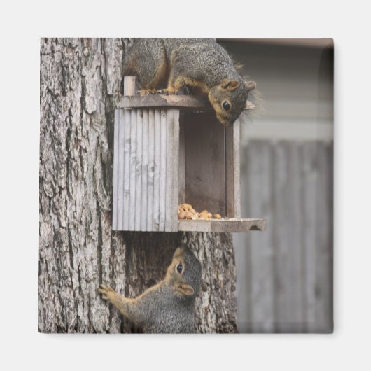 Squirrel Magnet (Voorkant)