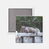 Squirrel Magnet (Voorkant / Achterkant)