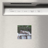 Squirrel Magnet (Insitu (Vaatwasser))