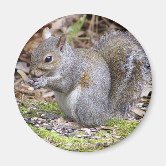 Squirrel Magnet (Voorkant)
