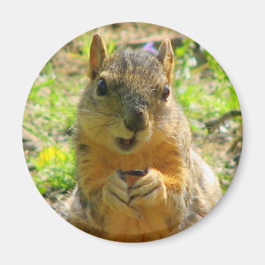 Squirrel Magnet (Voorkant)