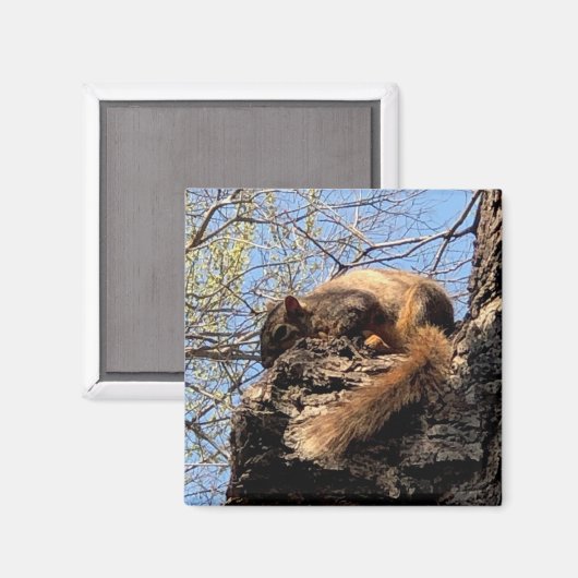 Squirrel Magnet (Voorkant / Achterkant)