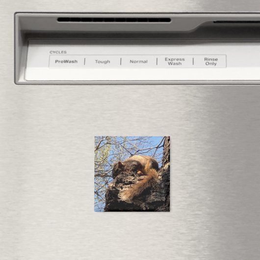 Squirrel Magnet (Insitu (Vaatwasser))
