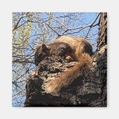 Squirrel Magnet (Voorkant)