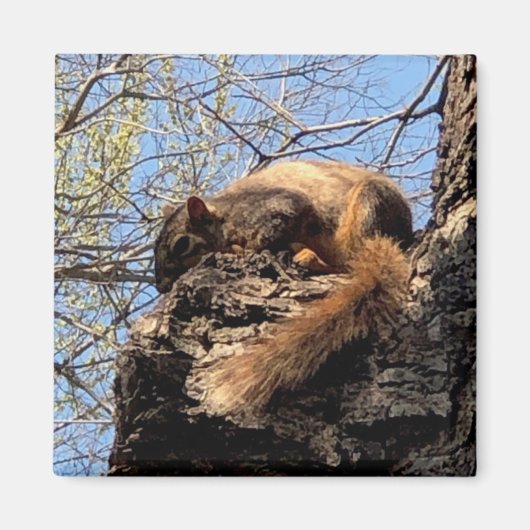 Squirrel Magnet (Voorkant)