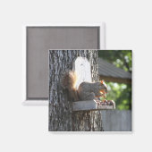 Squirrel Magnet (Voorkant / Achterkant)
