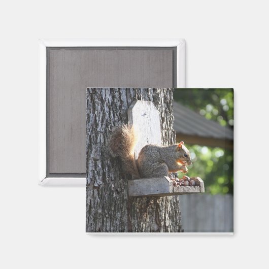 Squirrel Magnet (Voorkant / Achterkant)